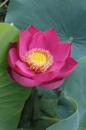 Nelumbo 'Cute Kid'