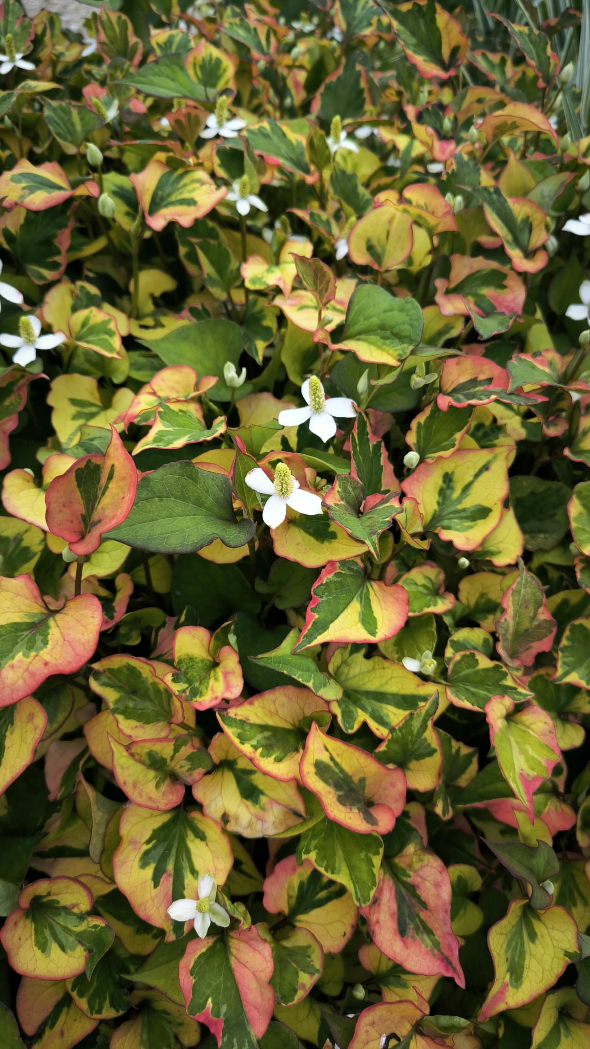 Houttuynia cordata 'Chameleon' - immagine 2