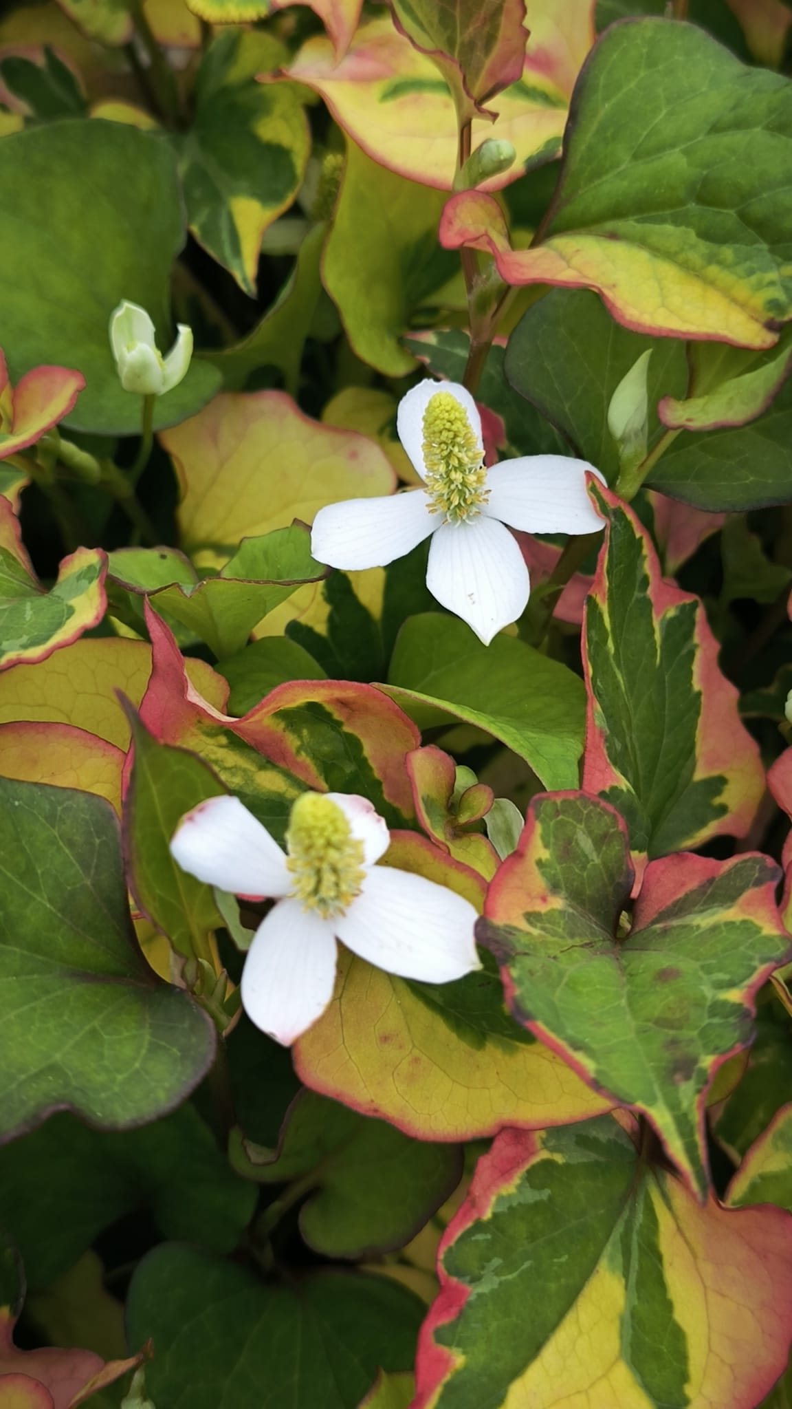 Houttuynia cordata 'Chameleon'