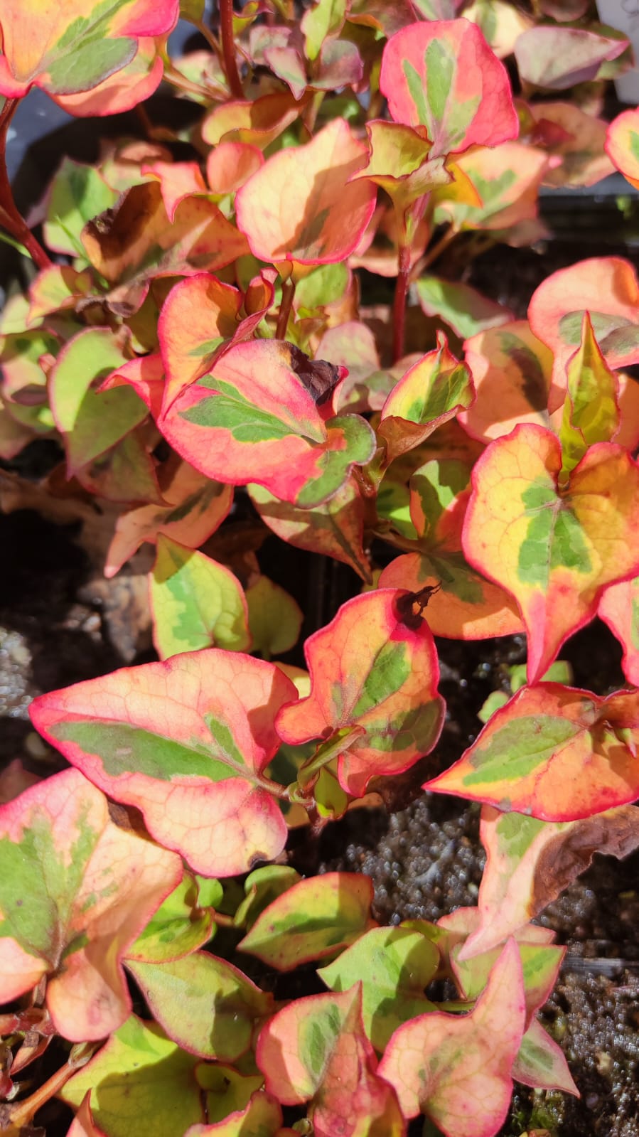 Houttuynia cordata 'Chameleon' - immagine 3