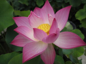 Nelumbo 'Jiao Ke Wanlian'