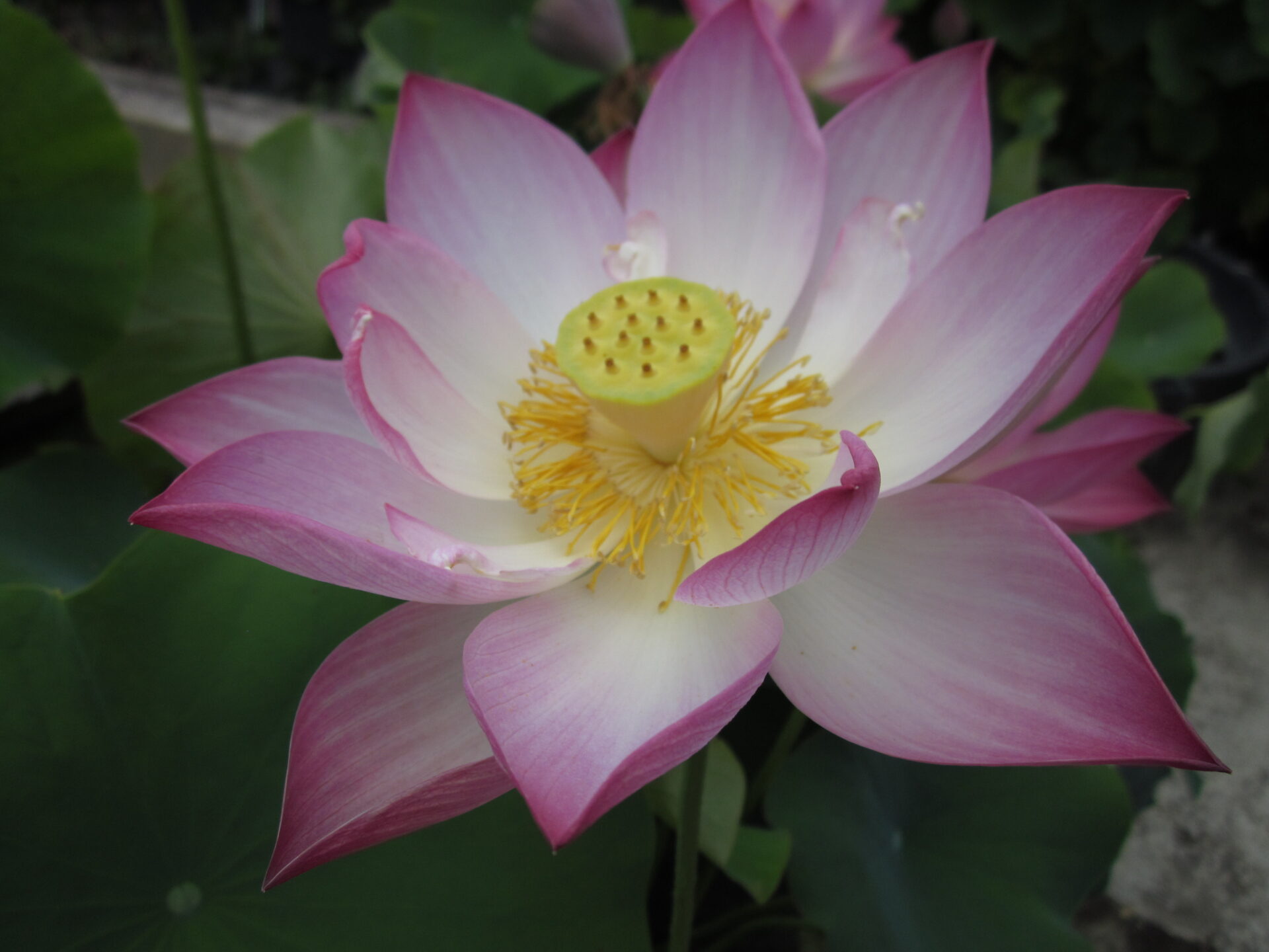 Nelumbo 'Jiao Ke Wanlian' - immagine 2