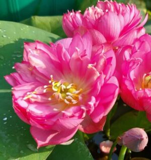 Nelumbo 'Liang Li'