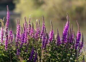 Lythrum salicaria