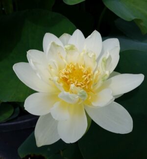 Nelumbo 'Jin Hehuan'