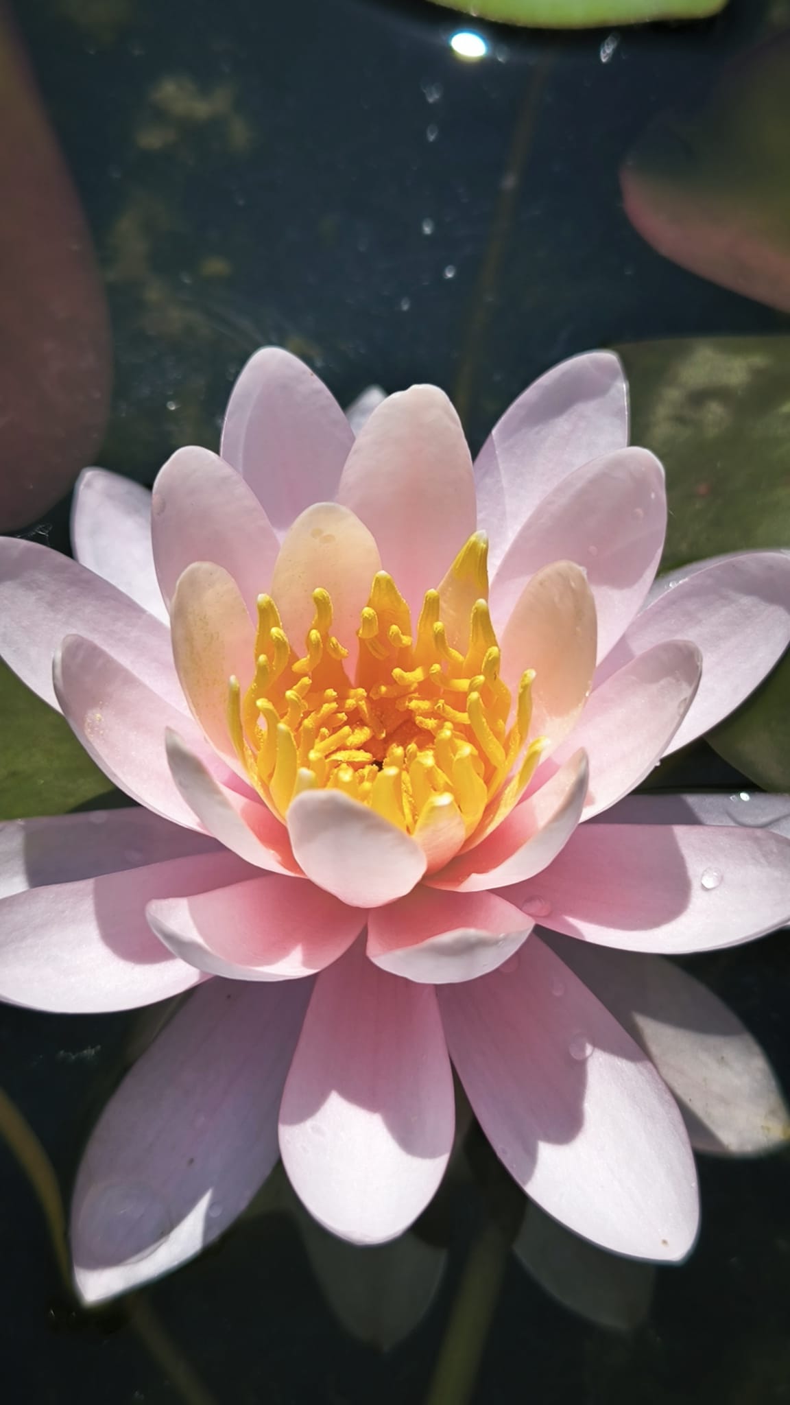 Nymphaea 'Princess Elizabeth' - immagine 2
