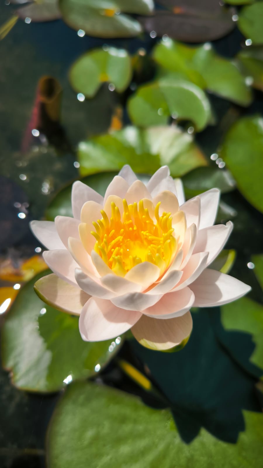 Nymphaea 'Walter Pagels' - immagine 3