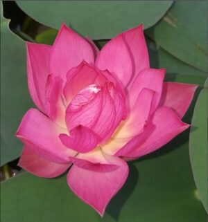 Nelumbo 'Pink Meadow'