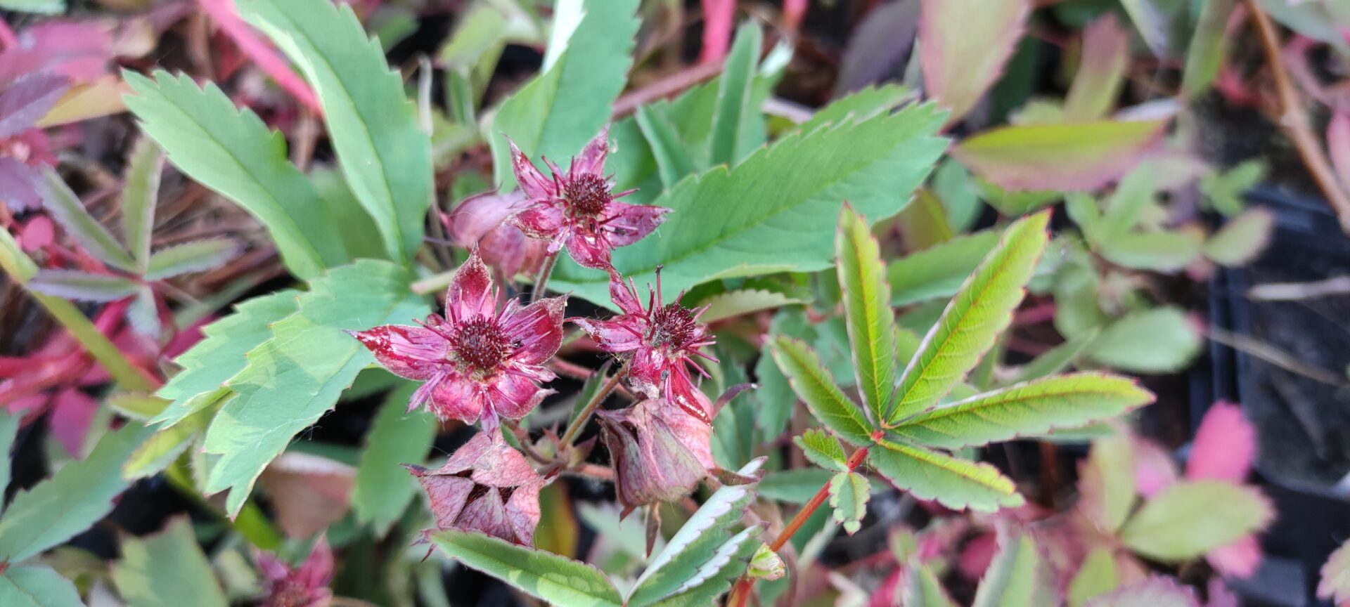 Potentilla palustris - immagine 3