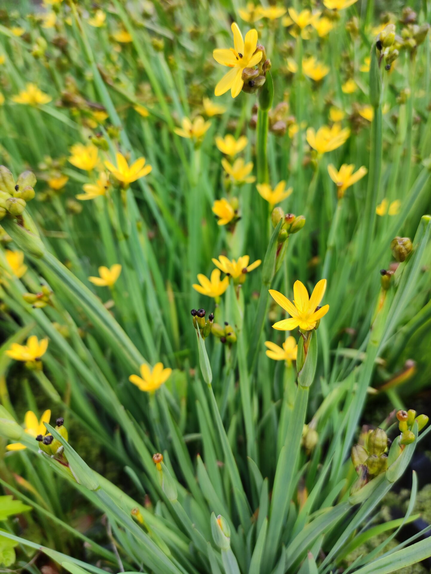Sisyrinchium californicum 'Brachypus' - immagine 2