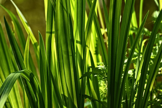 Acorus calamus