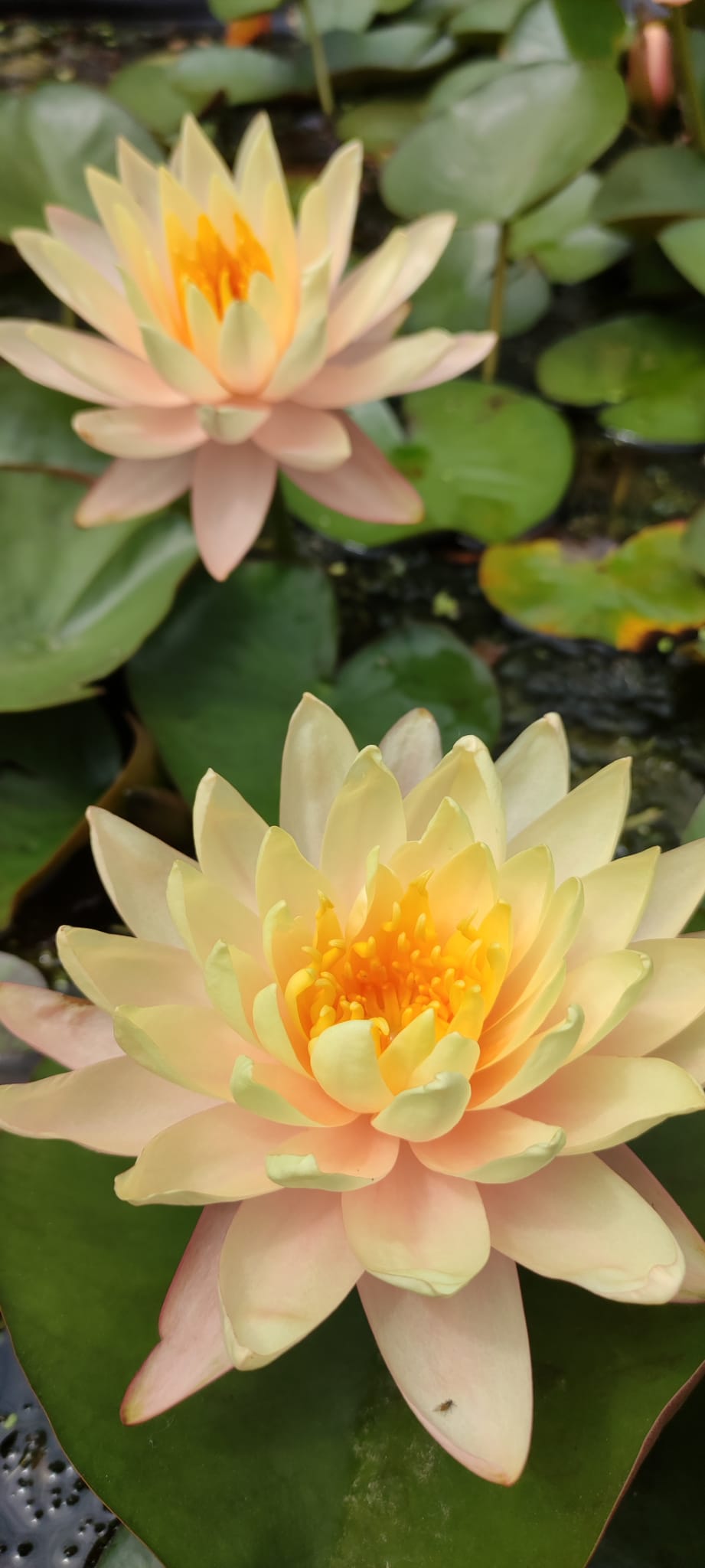 Nymphaea 'Clyde Ikins' - immagine 3