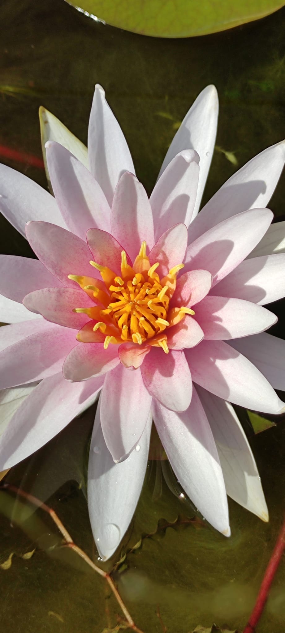 Nymphaea 'Fritz Junge' - immagine 2