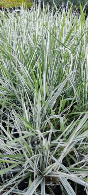 Glyceria aquatica 'Variegata' (syn. G. maxima 'Variegata')