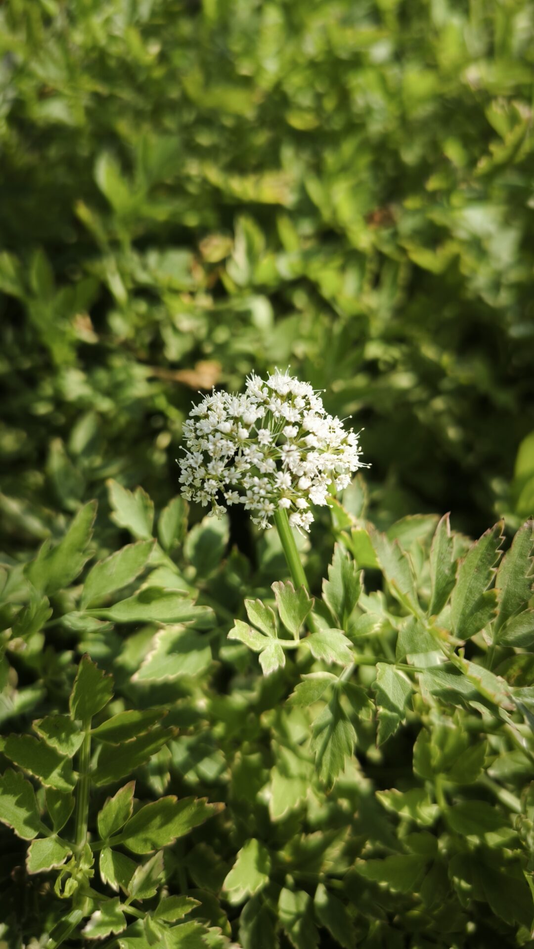 Oenanthe javanica 'Flamingo' - immagine 2