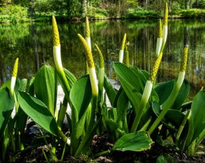 Orontium aquaticum