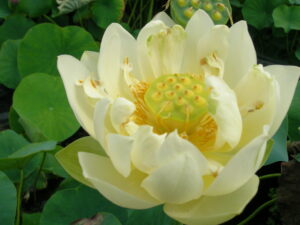 Nelumbo 'Bing Jiao'