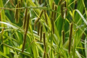 Carex pseudocyperus
