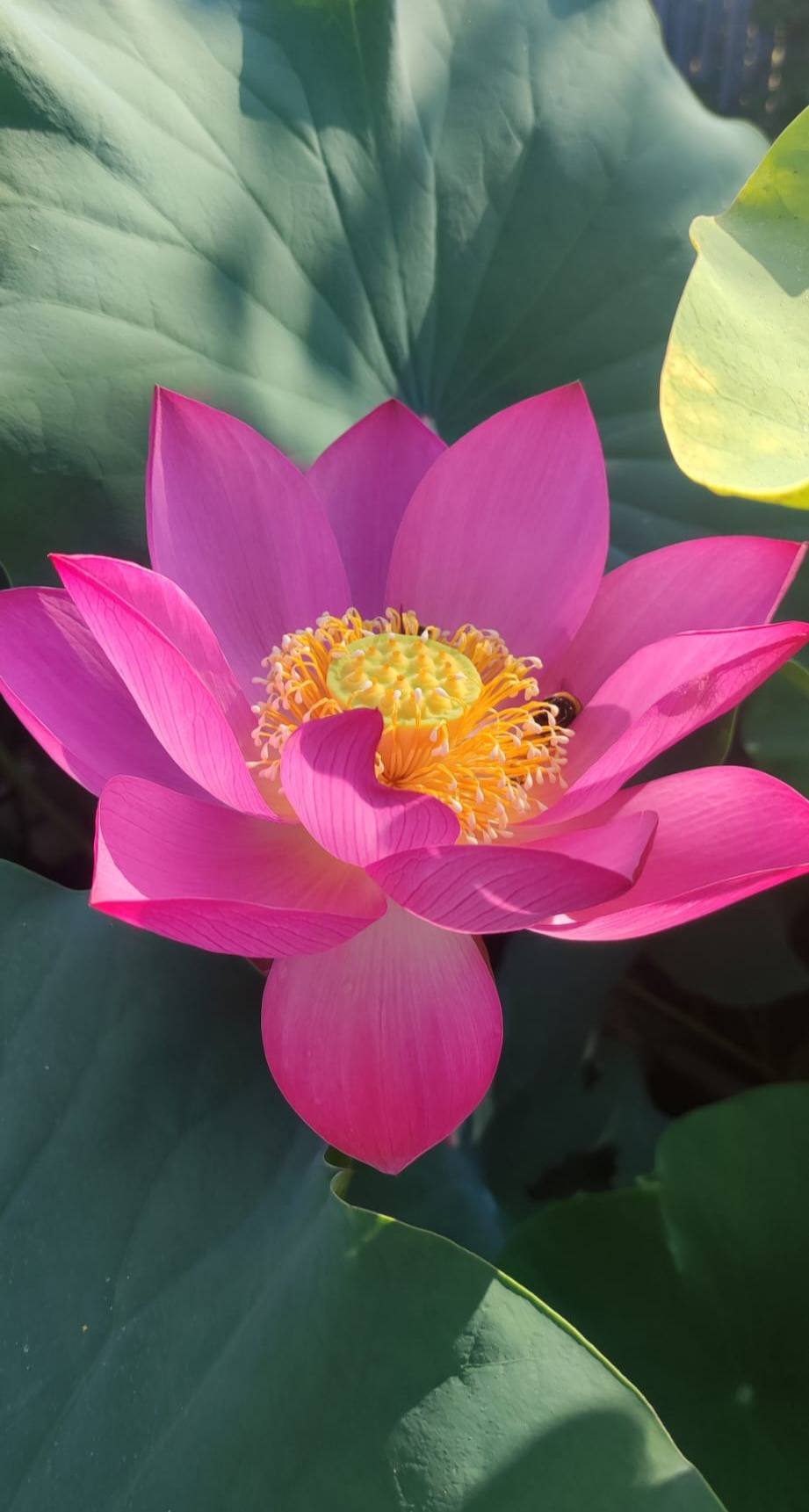 Nelumbo 'Red Children' - immagine 2