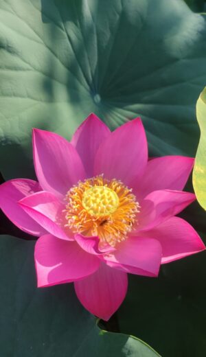 Nelumbo 'Red Children'