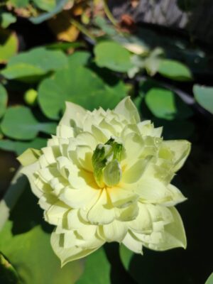 Nelumbo 'Prairie Star'