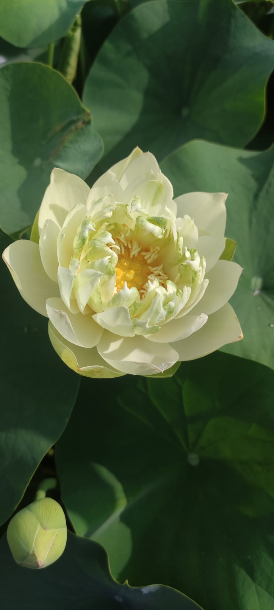 Nelumbo 'Bing Jiao' - immagine 2