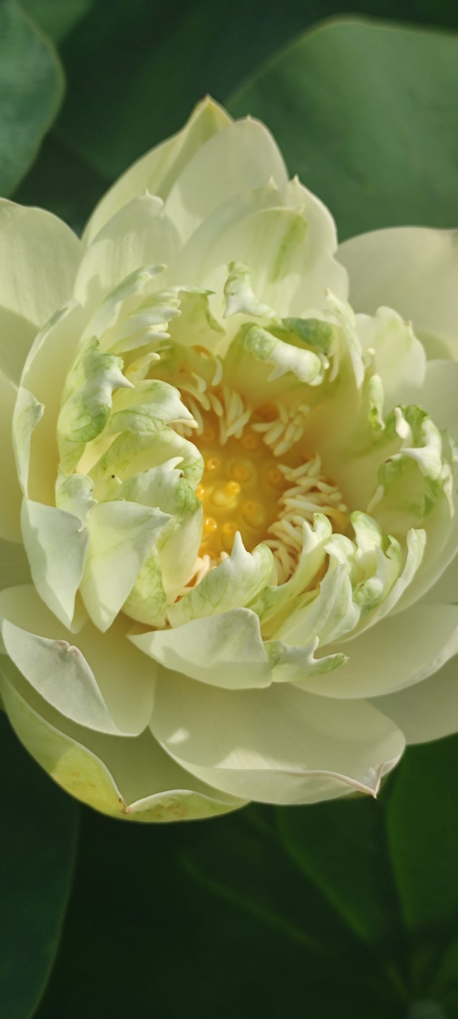 Nelumbo 'Bing Jiao' - immagine 3