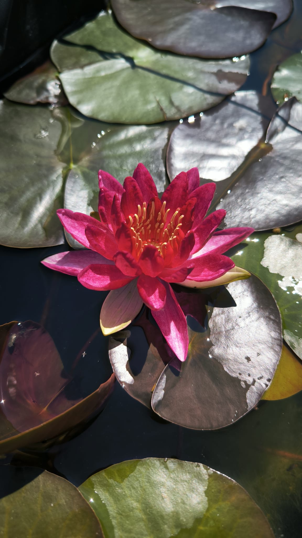 Nymphaea 'Perry's Red Beauty' - immagine 2