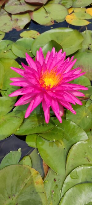 Nymphaea 'Pink Silk'