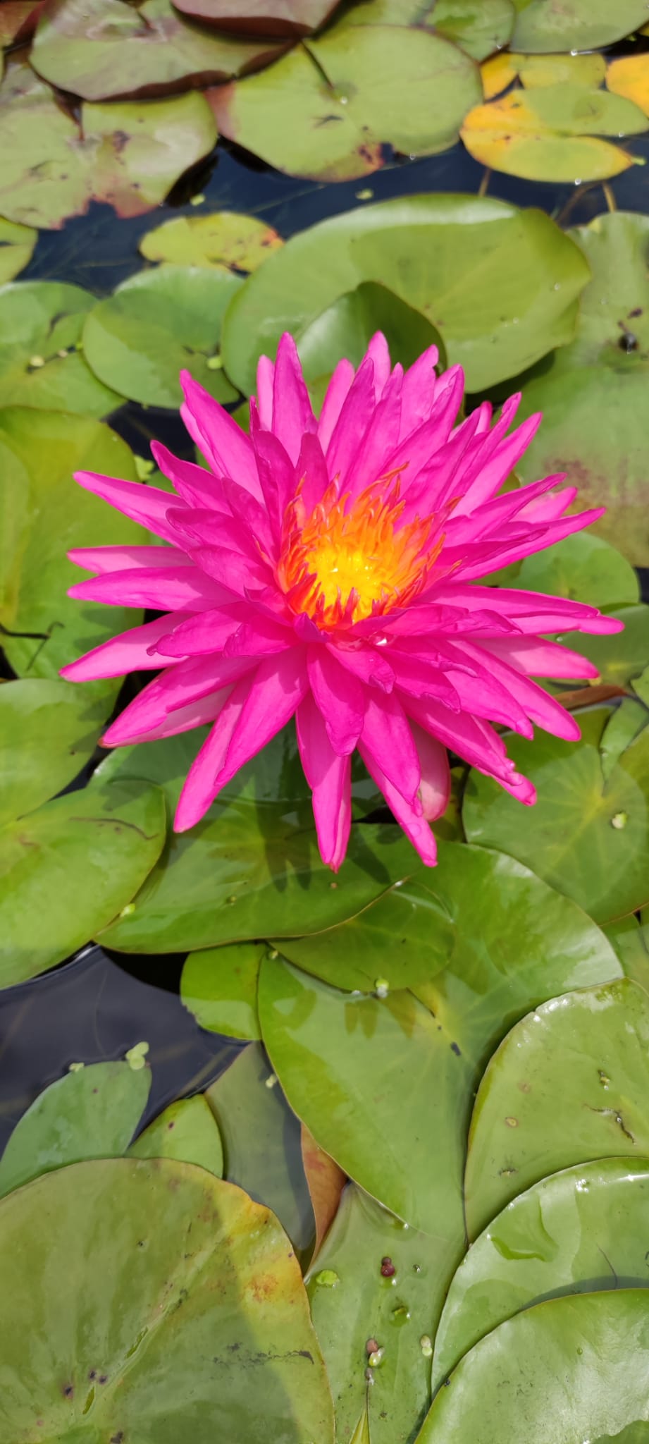 Nymphaea 'Pink Silk'
