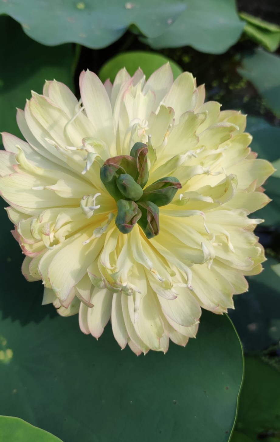 Nelumbo 'Chinese Beauty Zang' - immagine 2