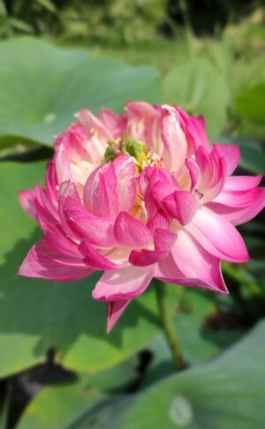 Nelumbo 'Red Lantern'