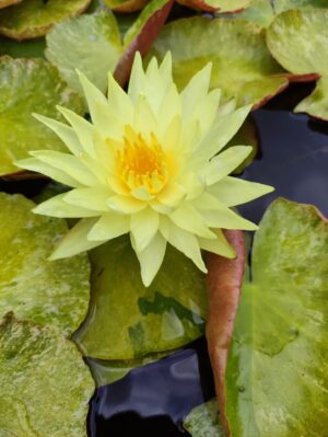 Nymphaea 'Tong Longya'