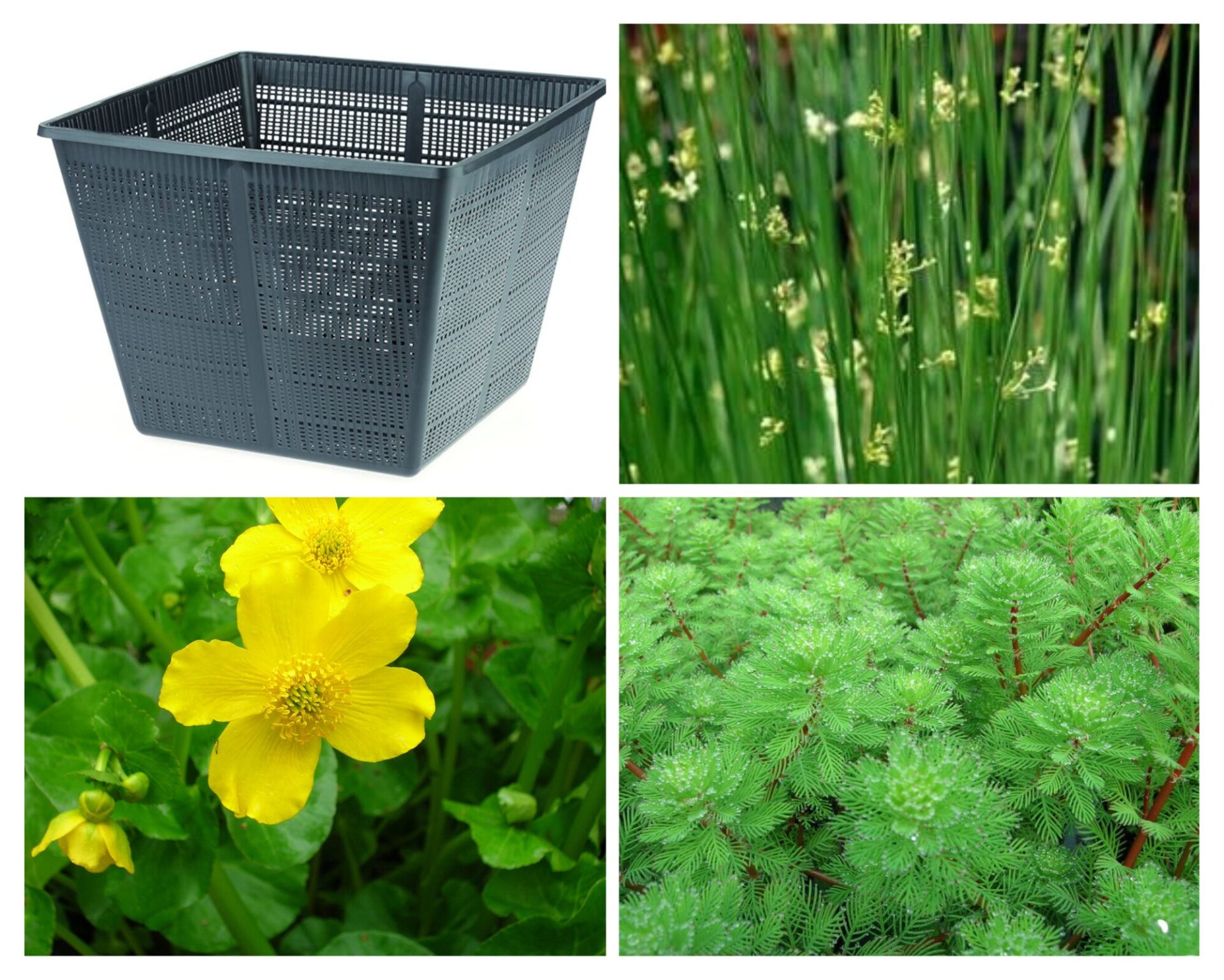 Juncus - Set Palustre laghetto
