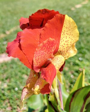 Canna 'Cleopatra'