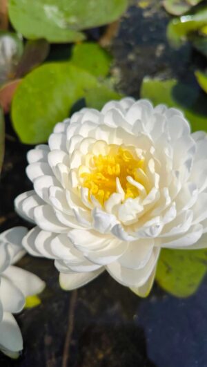 Nymphaea 'Phuttakoon'